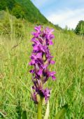 Dactylorhiza incarnata